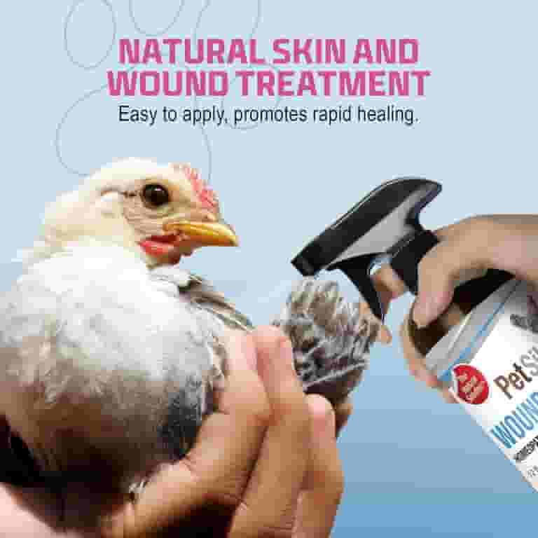 How to Treat a Wound on a Bird: Easy Steps for Quick Healing