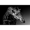 thumbnail image 3 of Zhao, Alex 18x13 Black Modern Framed Museum Art Print Titled - Giraffe, 3 of 5