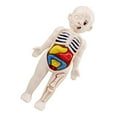 thumbnail image 4 of CHUANK 1 Set Human Torso Model Human Body Organs Model Assembly Toy Anatomy Doll, 4 of 6