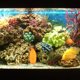 thumbnail image 1 of BEADCEST Hojas Artificiales Amarillas Para Betta Para De Acuario Soporte De Puesta, 1 of 6