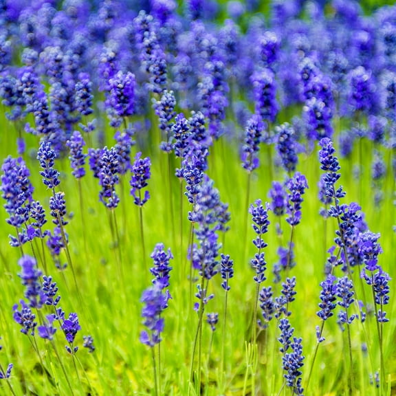 Outsidepride Munstead Lavender Seeds - 4000 MVR1 Pcs Perennial, Drought-Tolerant & Friendly Herb Seeds for Planting Fragrant and Delicate Flowers with Dark Blue Blooms for Xeriscaping Gardens