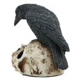 thumbnail image 4 of Foreboding Dark Crow Raven On Skull Statue 5"Tall Ossuary Scavenger Raven Bird, 4 of 4