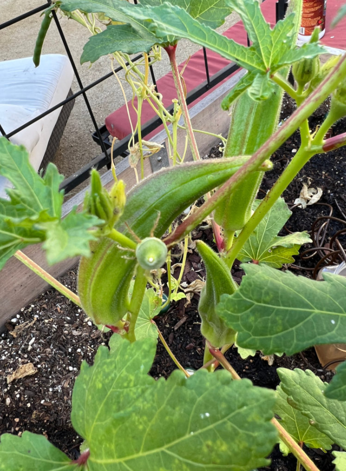 Set of 2 Green Okra Live Plants in 4 Inch Pots, 4-6 Inch Tall Vegetable Starter Plants for Indoor Outdoor Garden Planting