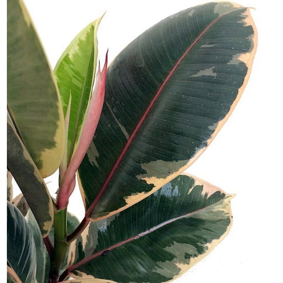 Tineke Rubber Tree Plant - Ficus - New yet very Old! - 2.5" Pot