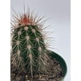 thumbnail image 4 of Echinocereus engelmannii, Engelmann's Hedgehog Cactus, Rare Cactus, 4 inch Pot, Well Rooted, 4 of 9