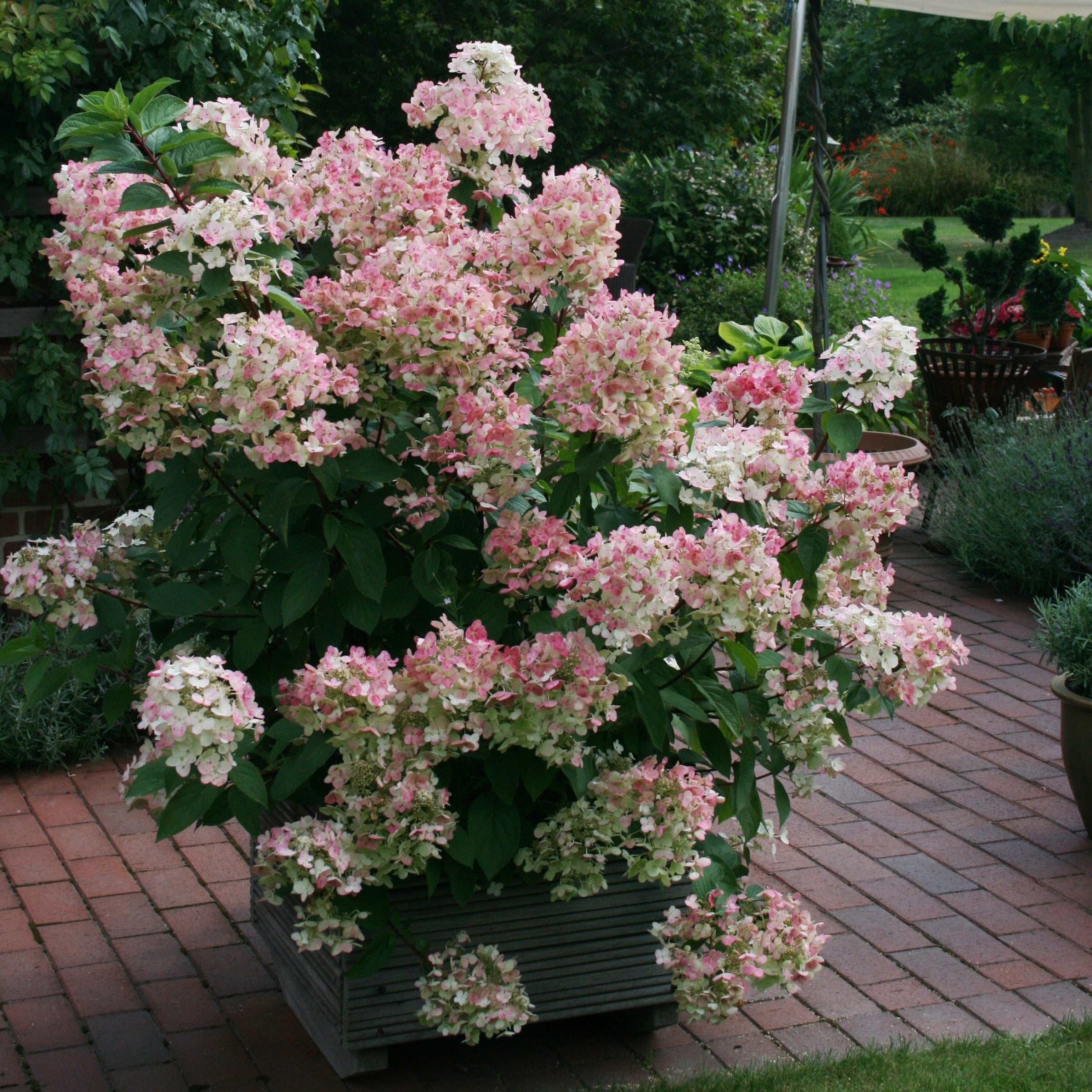 2 gal Live Shrub Hydrangea 'Little Hottie'