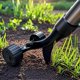thumbnail image 3 of Stand Up Weeds Remover Tool for Seniors Garden Manual Weeder Tool for Flower bed, 3 of 5