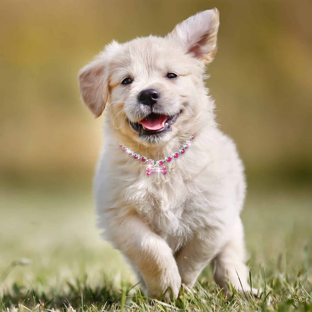 Adjustable Nylon Pet Training Collar with Durable Metal Buckle for Dogs and Cats Comfortable Secure Leash Walking Control