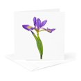 thumbnail image 5 of 3drose, Blue Flag Iris, Iris Versicolor, with White Background, Marion Co., Il, 6 Greeting Cards with Envelopes, 5 of 7