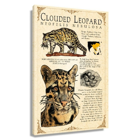 Clouded Leopard Wall Art Knowledge Poster Educational Wall Art Vintage Prints Decor Painting for Living Room Unframed 16×24 in