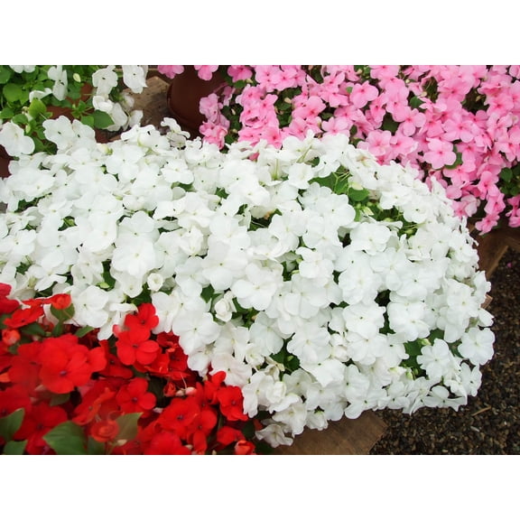 Seedville 50 Dwarf White Impatiens Flower Seeds