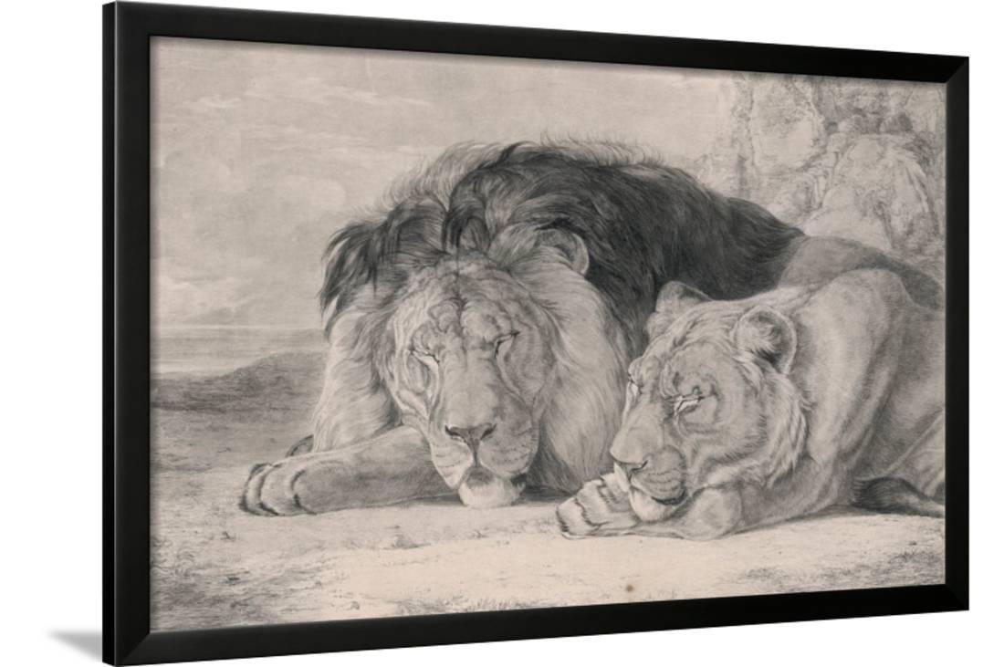 Sleeping Lion And Lioness Framed Print Wall Art By F Lewis Sleeping Lion And Lioness Framed Print Wall Art By F Lewis Com