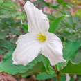 thumbnail image 2 of Set 10 of Dormant White Trillium Flowers, Wood Lily Bulbs for Fall Growing, Zones 3 to 9, 2 of 6