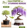thumbnail image 4 of Wisteria Bonsai Starter Tree (1 Year Old Live Plant) – Wisteria Floribunda Seedling – Fast Growing Flowering Vine for Bonsai Training – Outdoor/Indoor Bonsai Tree Starter Kit Plant, 4 of 9