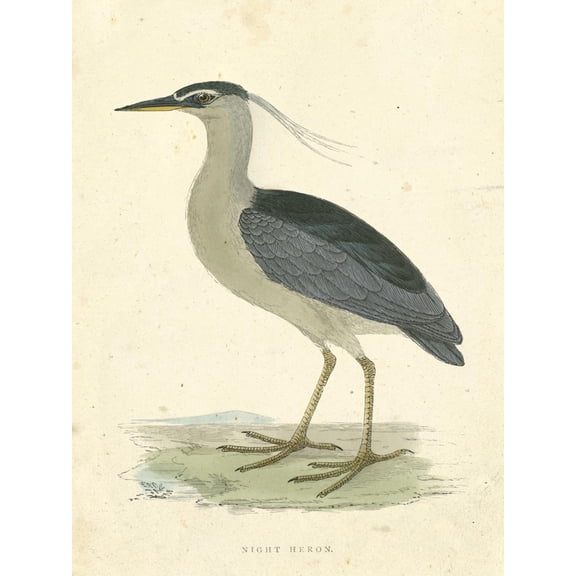 Art.com Vintage Night Heron Art Print by Morris, 12" x 16"
