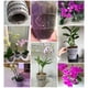 thumbnail image 3 of Maceta transparente para control de raíces, orquídea, flor carnosa, contenedor transpirable blanco Ehuebsd Libre de BPA, 3 of 5