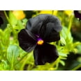 thumbnail image 4 of 50 BLACK PANSY Clear Crystals Viola Wittrockiana Flower Seeds, 4 of 10