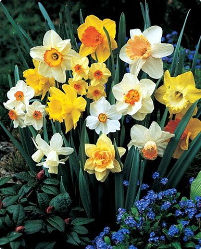 Narcissus Duo Bulbs Daffodil Plant Flower Seeds Scented Pastel High Quality UK 