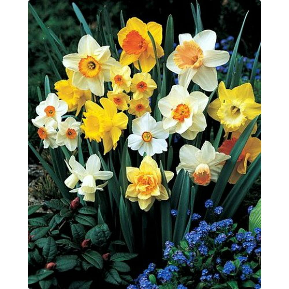 Daffodil Narcissus Mix 60 Days of Daffodils 50 Bulbs