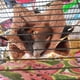 thumbnail image 3 of Accesorios para hámster y ardilla, hamacas para ratas, para animales pequeños, hurón, cobaya, Degu, jerbo, ratones, hámster, pequeños juguetes de hurón amarillo, 3 of 5