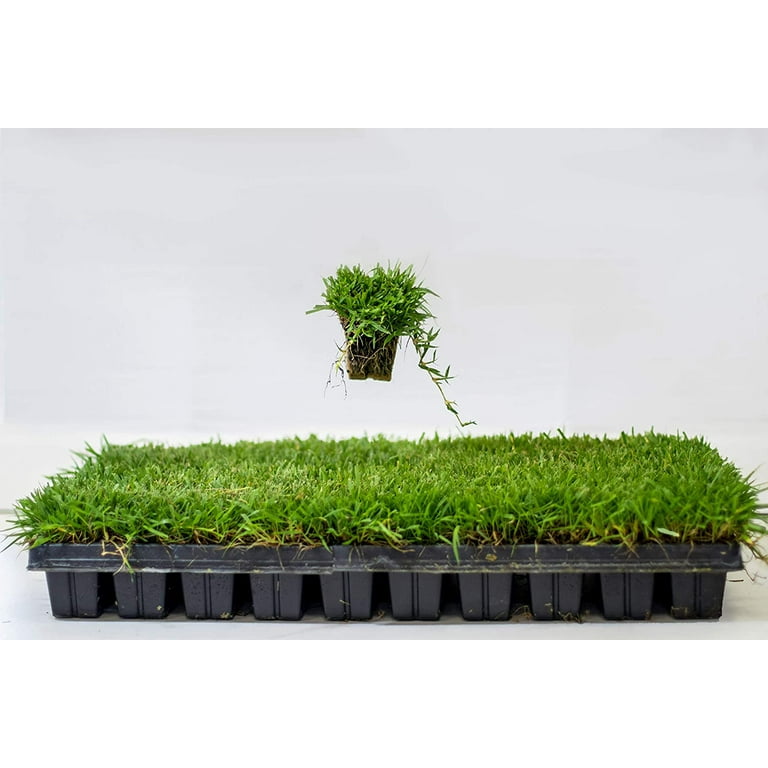 Ezplug, Zoysia Plugs, 200 Full Zoysia Grass Plugs, Mature Roots
