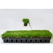 Zoysia Plugs - 200 Full Zoysia Grass Plugs