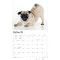 thumbnail image 3 of The Beauty of Pugs | 2024 14x24" (Hanging) Wall Calendar | StarGifts, 3 of 8