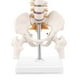 thumbnail image 4 of Miniature Spine Anatomy Model, 15.5inch Mini Vertebral Column Model with Spinal Nerves, Pelvis, Fem, 4 of 5