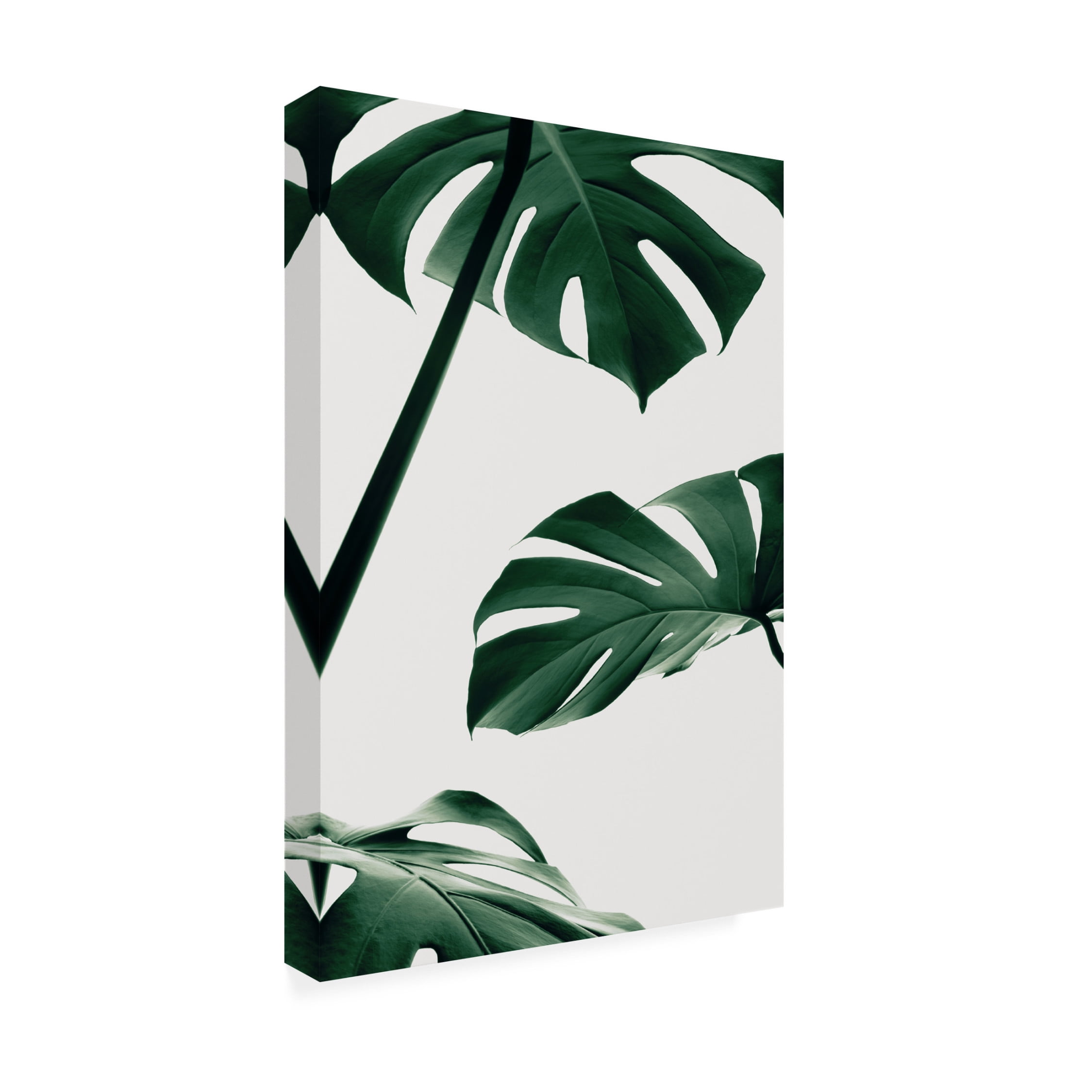 Canvas Wall Art - Pictufy Studio Iii 'Monstera Natural 13' Wall Art for Living Room, Bedroom, or Office D?cor by Trademark Fine Art - 22 x 32 Inches