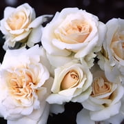Heirloom Roses Honey Champagne Penny Lane English Legend Rose Bush