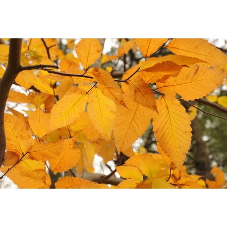 Canvas Print Leaves New England Fall New Hampshire Autumn Trees Stretched Canvas 10 x