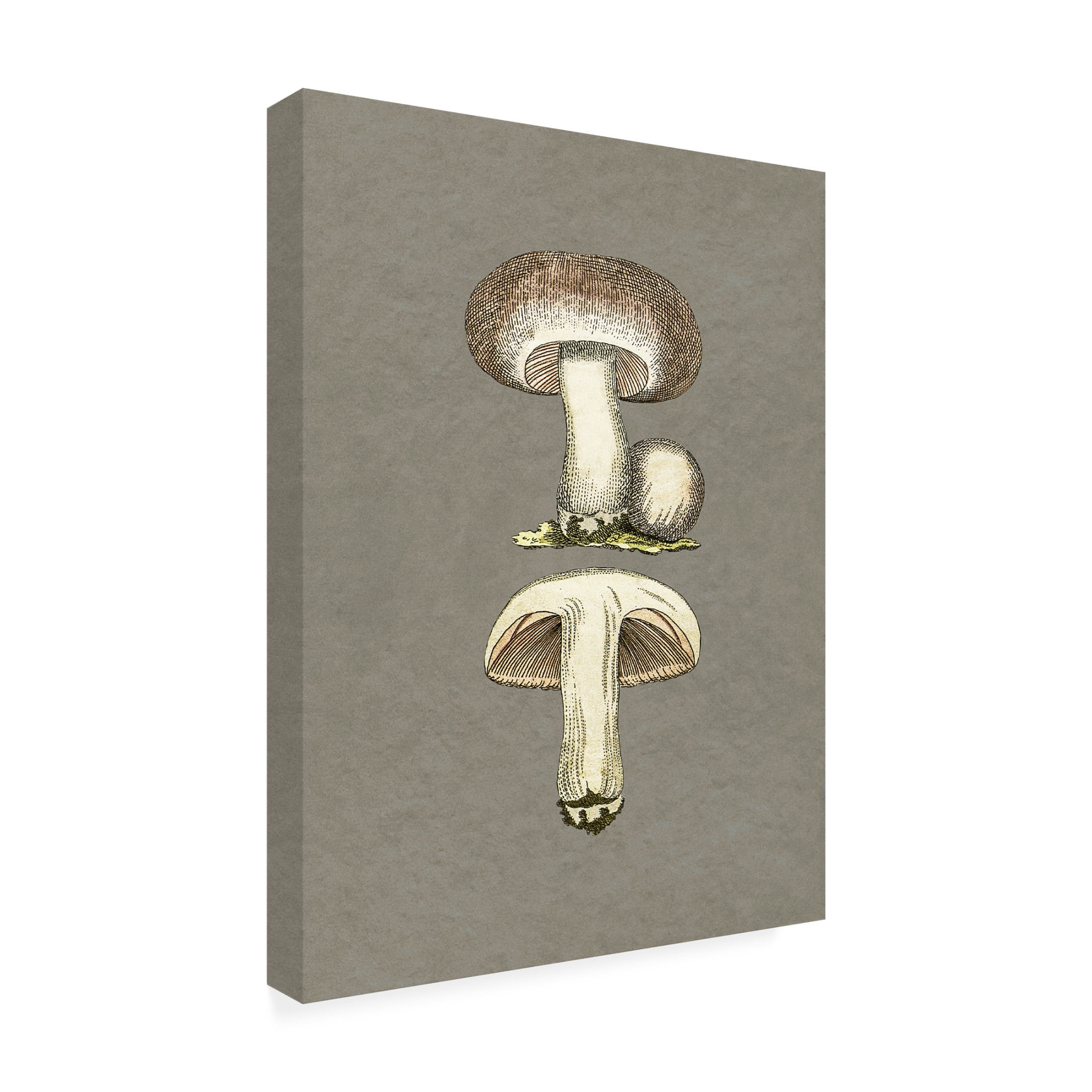 Trademark Fine Art Pictufy   Field Mushroom Canvas Wall Art