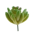 thumbnail image 2 of artificial, , flor de decoración , artificial, flor artificial Baoblaze Planta suculenta artificial, 2 of 8