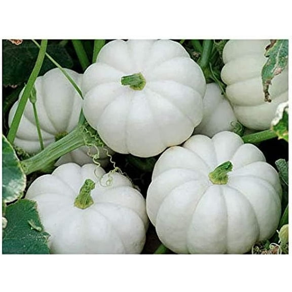 10 Mini White Pumpkin Seeds
