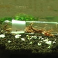 thumbnail image 2 of Aquarium Worm Trap Fish Tank Pest Catch Trap Leech Catcher For Planarian Flatworm, 2 of 5