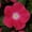 Pink, variant on Vinca Flower Garden Seeds - Mediterranean XP Series - Strawberry - 100 Seeds - Annual Flower Gardening Seed