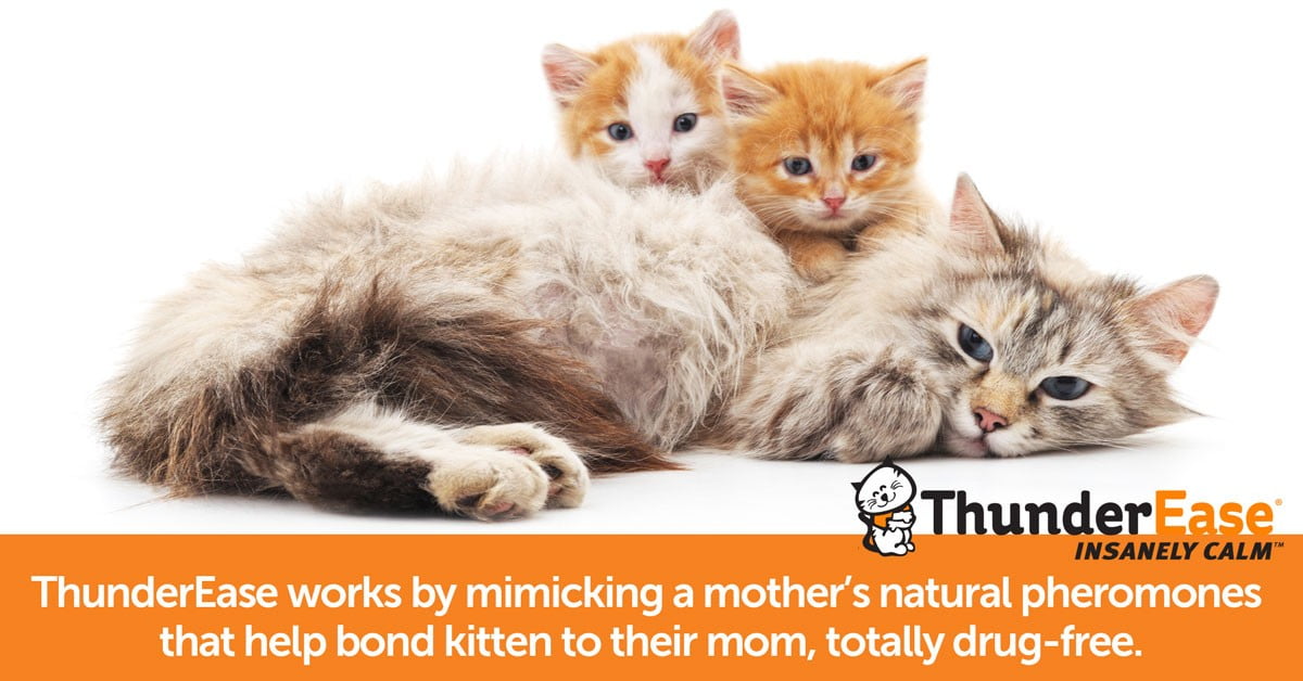thunderease cats