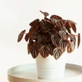 thumbnail image 3 of Peperomia Ripple Red Live Plant for Indoor | Different Houseplants in 4'' & 6'' Pot | Real House Plant for Living Room, Office, Desk & Bathroom | Peperomia | Radiator Plant, 3 of 6