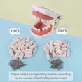 thumbnail image 4 of Dental Model Set with 32 Removable Teeth Pieces for Typodont Practice, 4 of 5