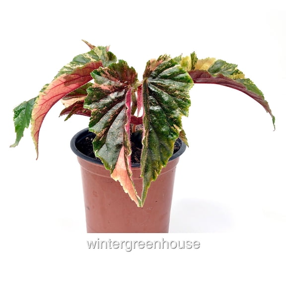 Begonia 'Ginny Galaxy' - Pot Size: 3.5in - House Plants
