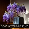 thumbnail image 2 of Wisteria Bonsai Starter Tree (1 Year Old Live Plant) – Wisteria Floribunda Seedling – Fast Growing Flowering Vine for Bonsai Training – Outdoor/Indoor Bonsai Tree Starter Kit Plant, 2 of 9