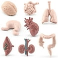 thumbnail image 1 of Human Body Organs Model Educational Organs Anatomy Model with Heart Brain Stomach Lung Kidney Liver Small/Large Intestine Simulation Organ Learning Tool for Over 3 Years Old Kids, 1 of 10