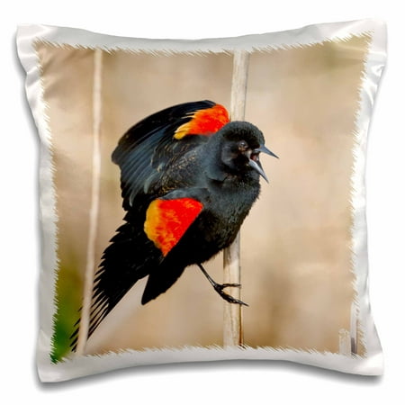 3dRose USA, Washington. Red-winged blackbird displaying his wings. - Pillow Case, 16 by 16-inch
