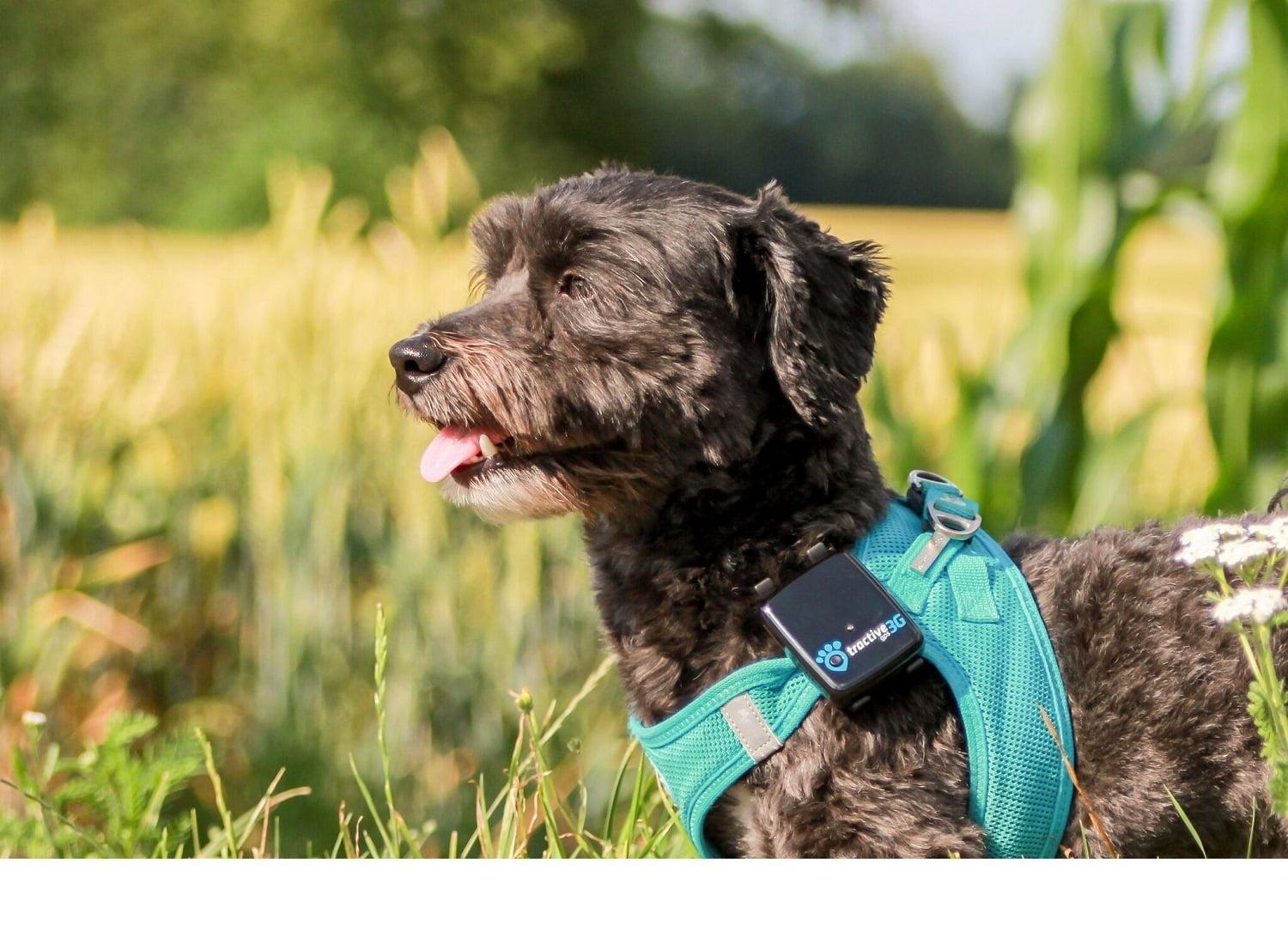 tractive 3g dog gps tracker and pet finder