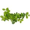 thumbnail image 5 of 6 Live Manhattan Euonymus Plants (Euonymus Kiautschovicus ‘Manhattan’) – Evergreen Shrub for Hedges, Thriving in 2.5” Nursery Cubes, 5 of 6