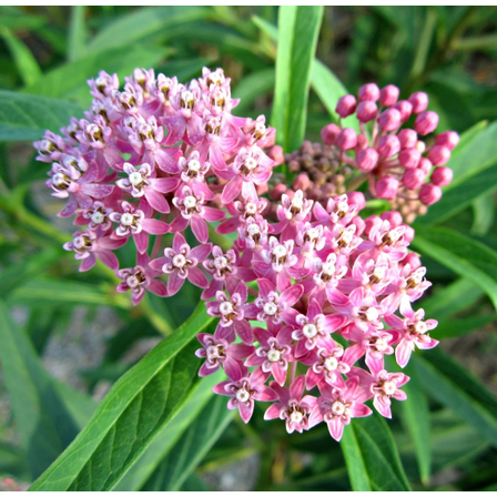 Set 2 Pink Milkweed Plants Live for Planting, Milkweed Plants for Garden Outdoor 4 to 6 Inch Tall