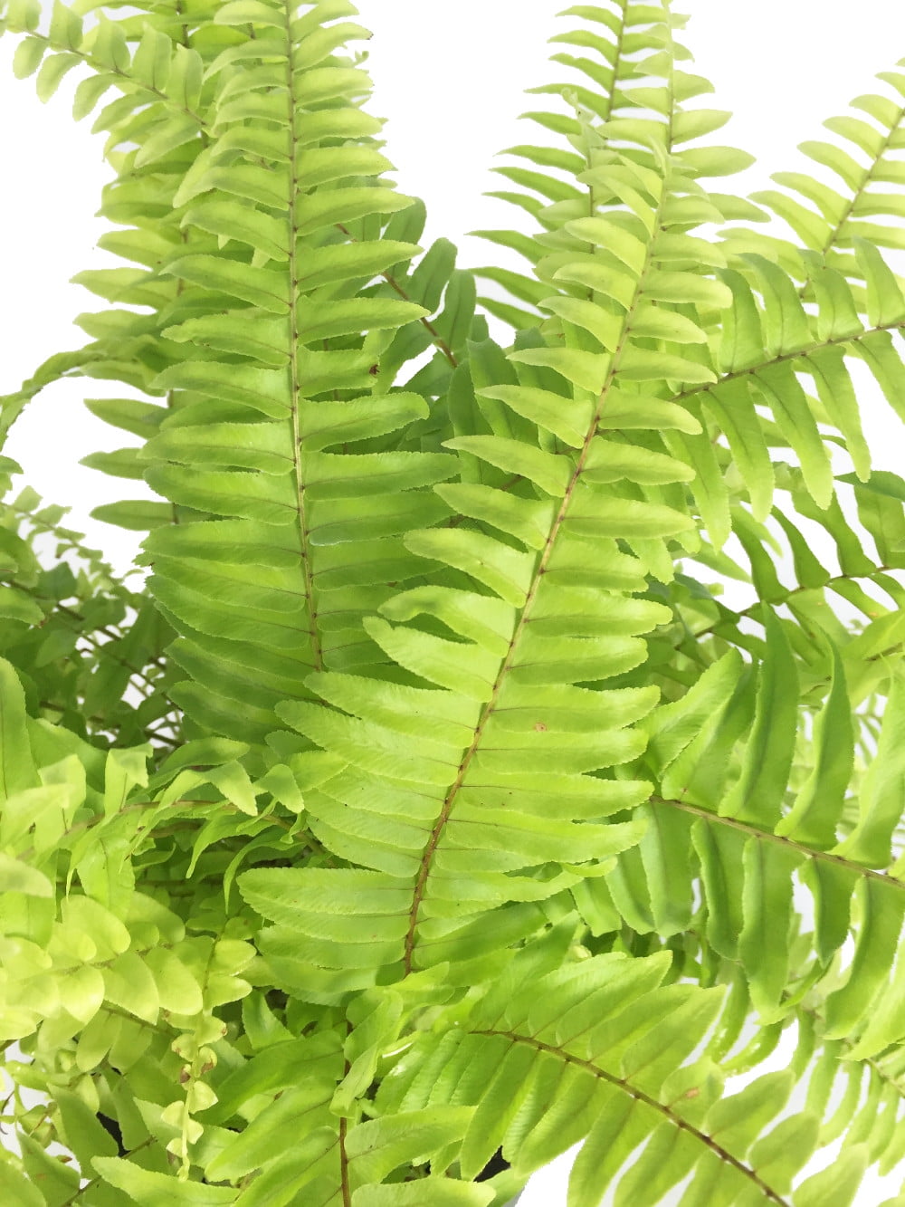 Nephrolepis House Plant