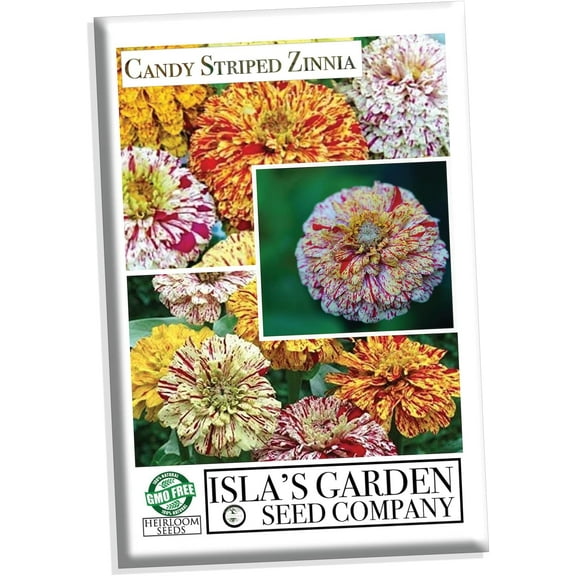Candy Stripe Mix Zinnia Seeds for Planting, 50  Flower Seeds Per Packet, Non GMO & Heirloom Seeds, Botanical Name: Zinnia elegans, Great Home Garden Gift