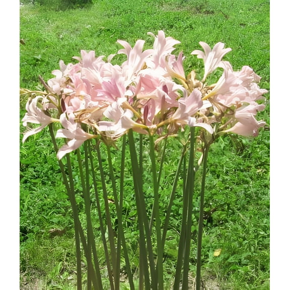 3 Bareroot Pink Spider Lily/Surprise Lily/Naked Lady Lily/Resurrection Lily/August Lily/Raidanti Squamigera