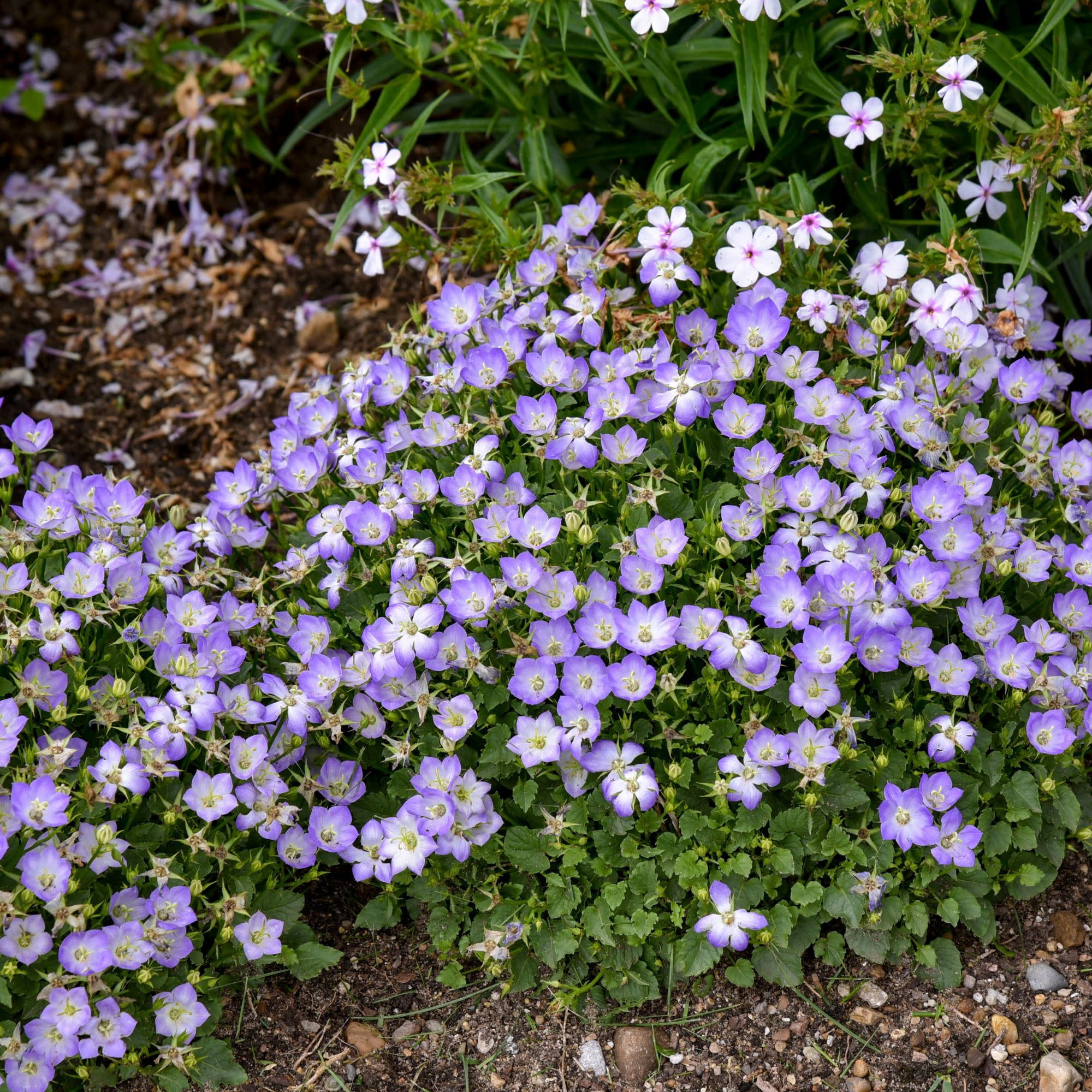 Proven Winners 6" Blue Mini Marvels 'Twilight' Carpathian Bellflower Live Plant in 6.5" Pot